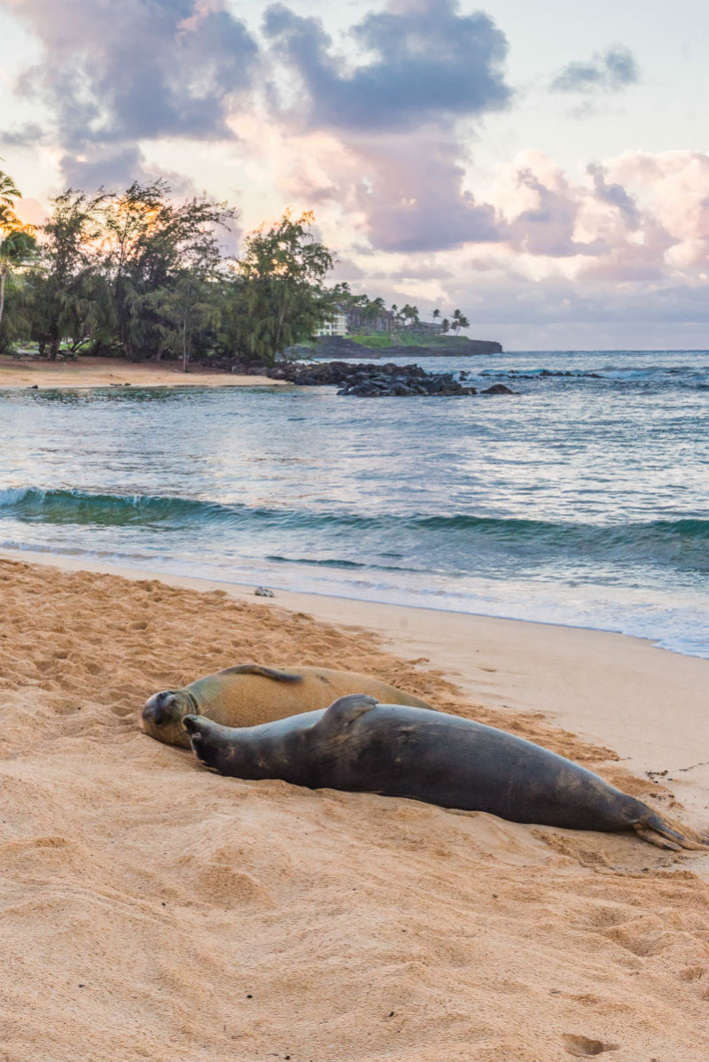 Study Hawaii - Monk Seals on Beach